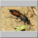 Ctenichneumon panzeri - Schupfwespe w01a 14mm - OS-Hasbergen Lehmhuegel-fdet02.jpg